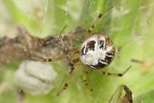 Réf. 265 628 : Phylloneta sp.